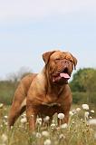 DOGUE DE BORDEAUX 046